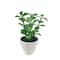 Assorted Micro Potted Succulent, 1pc. by Ashland®
